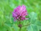Red Clover Herb Extact